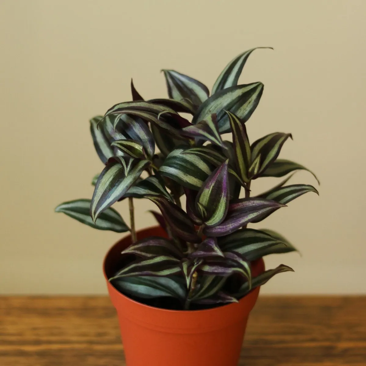 Tradescantia Zebrina 'Wandering Dude'