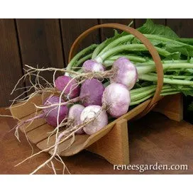 Turnip: Purple Top Milan, Heirloom Organic by Renee's Garden